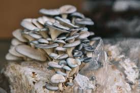 She's been making it for years. Fungi Ally Blue Oyster Mushroom Recipes Healthful Facebook