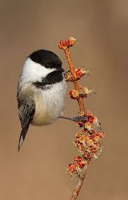 In the continental united states, hummingbirds are key in wildflower pollination. 55 State Birds And Flowers Ideas State Birds Birds Flowers