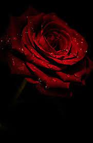 Rose Wallpaper Full Hd Full Size Wallpaper My Walpaper Rose Flower Wallpaper Red Rose Pictures Red Roses Wallpaper