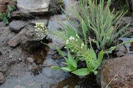 Image result for Schizocarphus nervosus