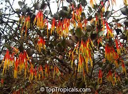 Image result for Englerina