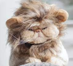 10 Flat Faced Cat Breeds You Ll Love 2022 I The Discerning Cat