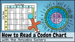 Codon Chart Video Companion Answer Key By The Amoeba Sisters Answer Key