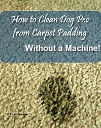 Massage them into the fibers well (without fully saturating the carpet) and follow up with a cloth to help blot excess moisture. How To Clean Dog Pee From Carpet Without A Carpet Cleaning Machine Carpet Cleaning Machines How To Clean Carpet Clean Carpets Without Machine