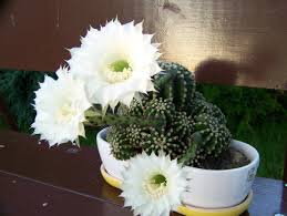 When cactus flowers bloom its beautiful. Caught My Cactus Blooming Usually Only One Flower Once A Year Cactus Flowers Bloom