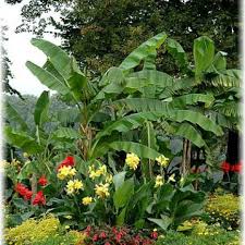 Winterharte Exoten Fur Den Garten Tropische Pflanzen Garten Winterhart