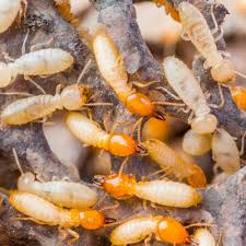Pest control solutions for all pest. Pest Control Insecticides Services Gurgaon Service Provider Of Pest Control Services And Termite Soil Treatment Services