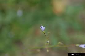 Namethatplant.net currently features 3843 plants and 24,005 images. Asiatic Bellflower Wahlenbergia Marginata Campanulales Campanulaceae 5407311