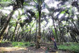 Check spelling or type a new query. Berita Terbaru Astra Agro Lestari
