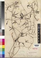 Image result for Trochomeria macrocarpa