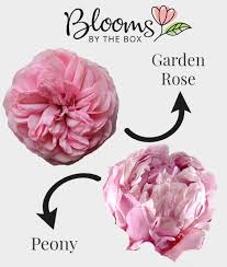 Flowers that look similar to peonies. Gorgeous Garden Roses Blooms By The Box