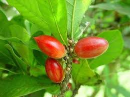 Image result for Dioscoreophyllum