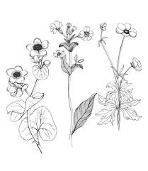 Posts About Wild Flowers On Wildflower Drawing Flower Sketches Flower Drawing