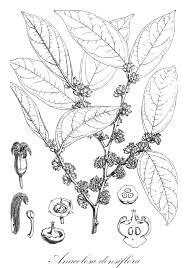 Image result for Olacaceae