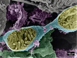 Check spelling or type a new query. Mitochondrial Continuous Intracellular Network Structures Visualized With High Resolution Field Emission Scanning Electron Microscopy Chapter 4 Scanning Electron Microscopy For The Life Sciences