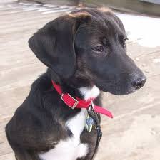 Black And White Basset Hound Mix Pin By Salt Shaker On Puppies Beagle Mix Puppies Lab Mix Puppies Black Beagle