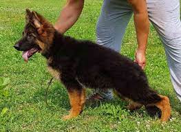 German Shepherd Female 4 Months Old For Sale Top Va Bloodline German Shepherd Shepherd Puppies Spaniel Puppies For Sale