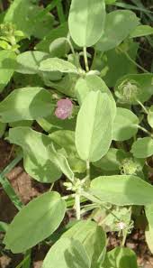 Image result for Pavonia burchellii