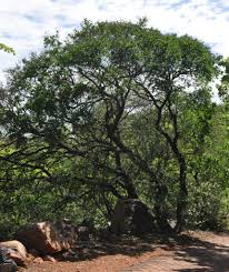 Image result for Galpinia transvaalica