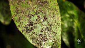 Image result for sooty mould