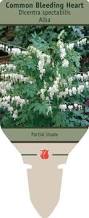 Image result for Dicentra spectabilis alba