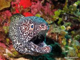 A moray eel bite can however become really infected since the teeth of the fish are covered in bacteria which are pressed deep into the wound. Moray Eel Teeth Rolling Harbour Abaco