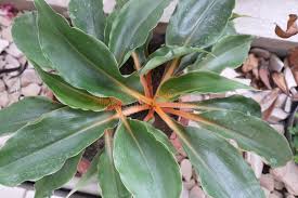 Image result for Chlorophytum filipendulum