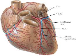A variable number of diagonals (one, 25%; A Cadaveric Study Of Coronary Artery Variations Semantic Scholar