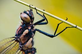5 Quick Tips For Outdoor Macro Photography
