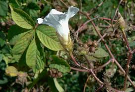 Image result for Merremia