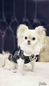 fifi at ebony ivory cottage debbie chihuahua sivava kopekler chihuahua hayvan bebekler