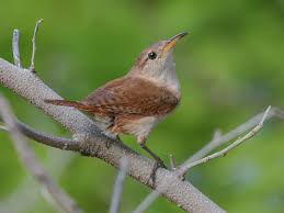 Image result for Strychnos lucens