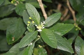 Image result for Psychotria kirkii