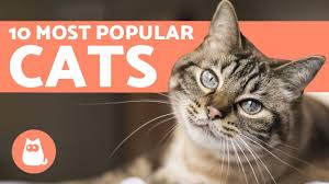 They further categorize these breeds into four specific categories. How Many Breeds Of Cats Are There In The World Catwiki