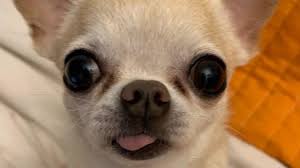 When you look at pictures of chihuahuas you can see how easy it is to fall in love with their warm intelligent eyes. Chihuahua Cute And Funny Chihuahuas Video Compilation Youtube