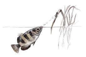Some friends of ours brought their kids over to see the. Banded Archerfish Facts Critterfacts