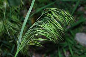 Image result for Bromus leptoclados