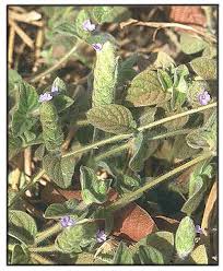 Image result for Nelsonia canescens