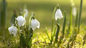 Maybe you would like to learn more about one of these? Free Spring Wallpapers Desktop Wallpapers Desktop Background