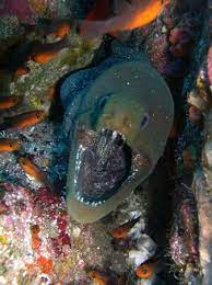 Foto De Ba Divers Playa Hermosa Anguila Morena Tripadvisor