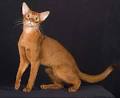 Abyssinian Cat Breeders Near Me - Cat Kingpin