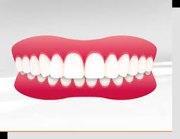 Ich habe jetzt mal ein bisschen nachgelesen, und überall steht, dass die ersten zähne des bleibenden gebisses die 3. Die Haufigsten Zahnfehlstellungen Uberbiss Kreuzbiss Tiefbiss Kieferorthopadische Praxis Dr Med Dent Peter Borg