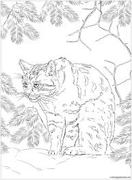 A young cat is playing. Scottish Wildcat Coloring Pages Cat Coloring Pages Coloring Pages For Kids And Adults