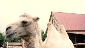 as the camel, because he cheweth the cud, but divideth not the hoof; Oman Desert Camel Funny Stock Video Footage 4k And Hd Video Clips Shutterstock