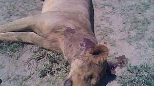 Cole evans is the red lion wild force ranger, the red ranger of the wild force power rangers. Lion Fights Gorilla Video Dailymotion