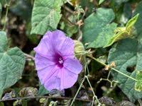 Image result for Ipomoea involucrata