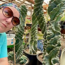 SweetSweet Succulents