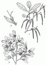 Image result for Hymenocardia