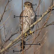 Your image has been linked here: Pin On Bird Id