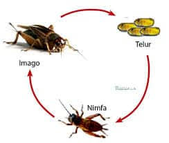 Metamorfosis tidak sempurna merupakan metamorfosis yang melewati 3 tahapan, yaitu dari telur menjadi nimfa atau larva, kemudian menjadi hewan dewasa. Metamorfosis Tidak Sempurna Pengertian Ciri Tahapan Contoh